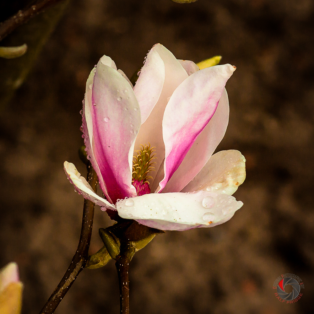 Magnolia