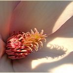 Magnolia