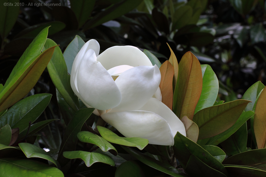 ...Magnolia...