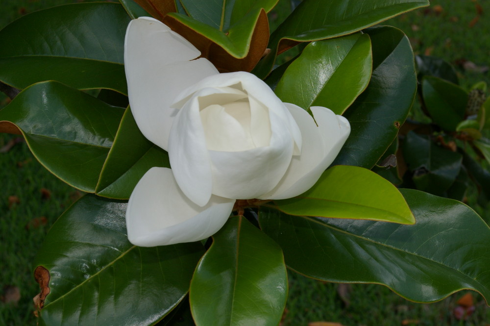 magnolia