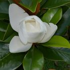 magnolia