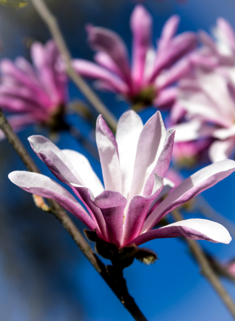 Magnolia