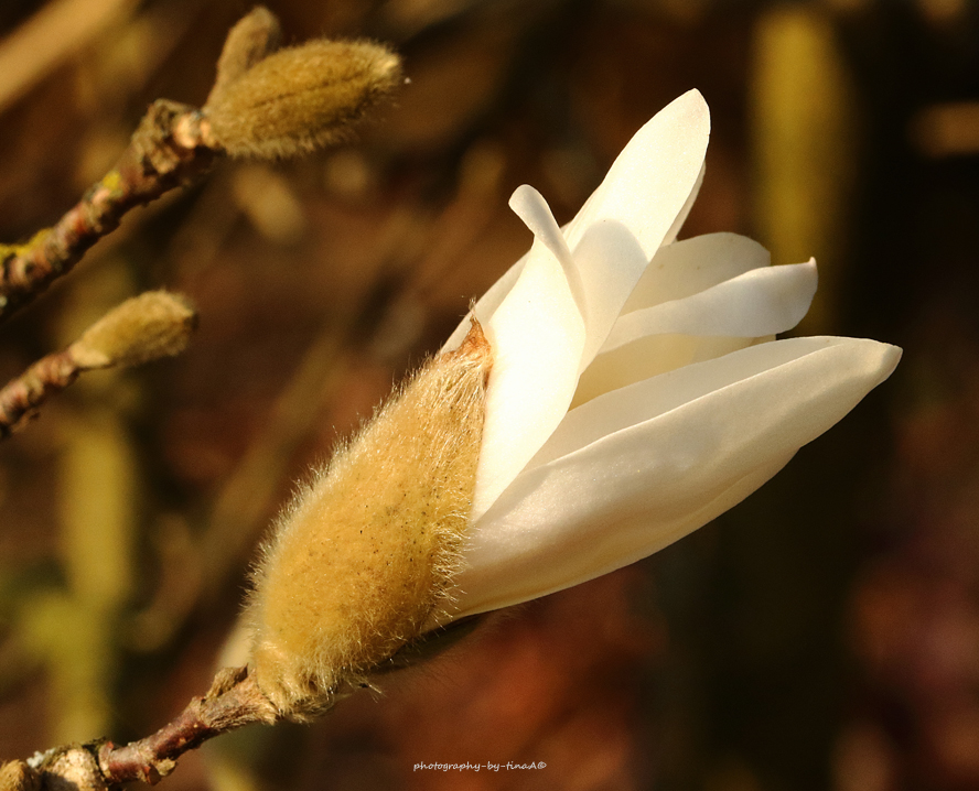 Magnolia