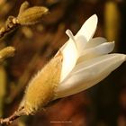 Magnolia