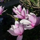 Magnolia de mon jardin