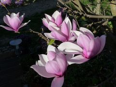 Magnolia de mon jardin