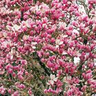 Magnolia de Soulanges en fleurs