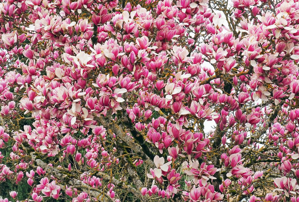 Magnolia de Soulanges en fleurs