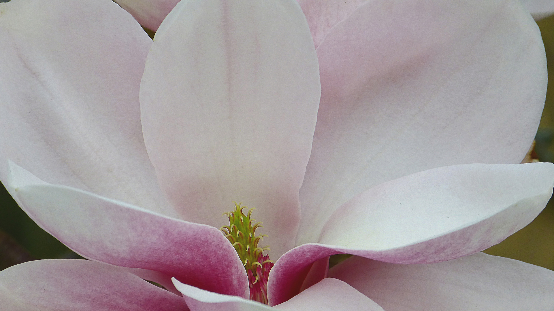 Magnolia