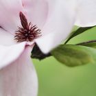 Magnolia