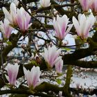 Magnolia - der Lenz ist da
