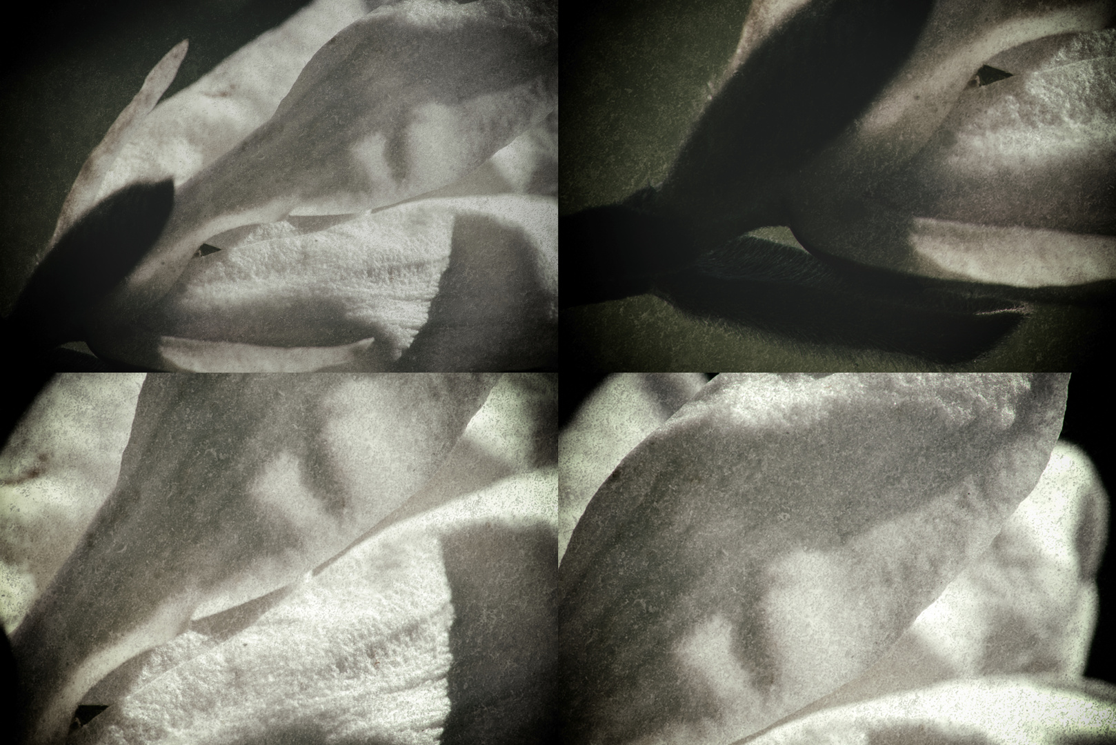 Magnolia (details)