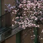 magnolia di città IMG_7677 