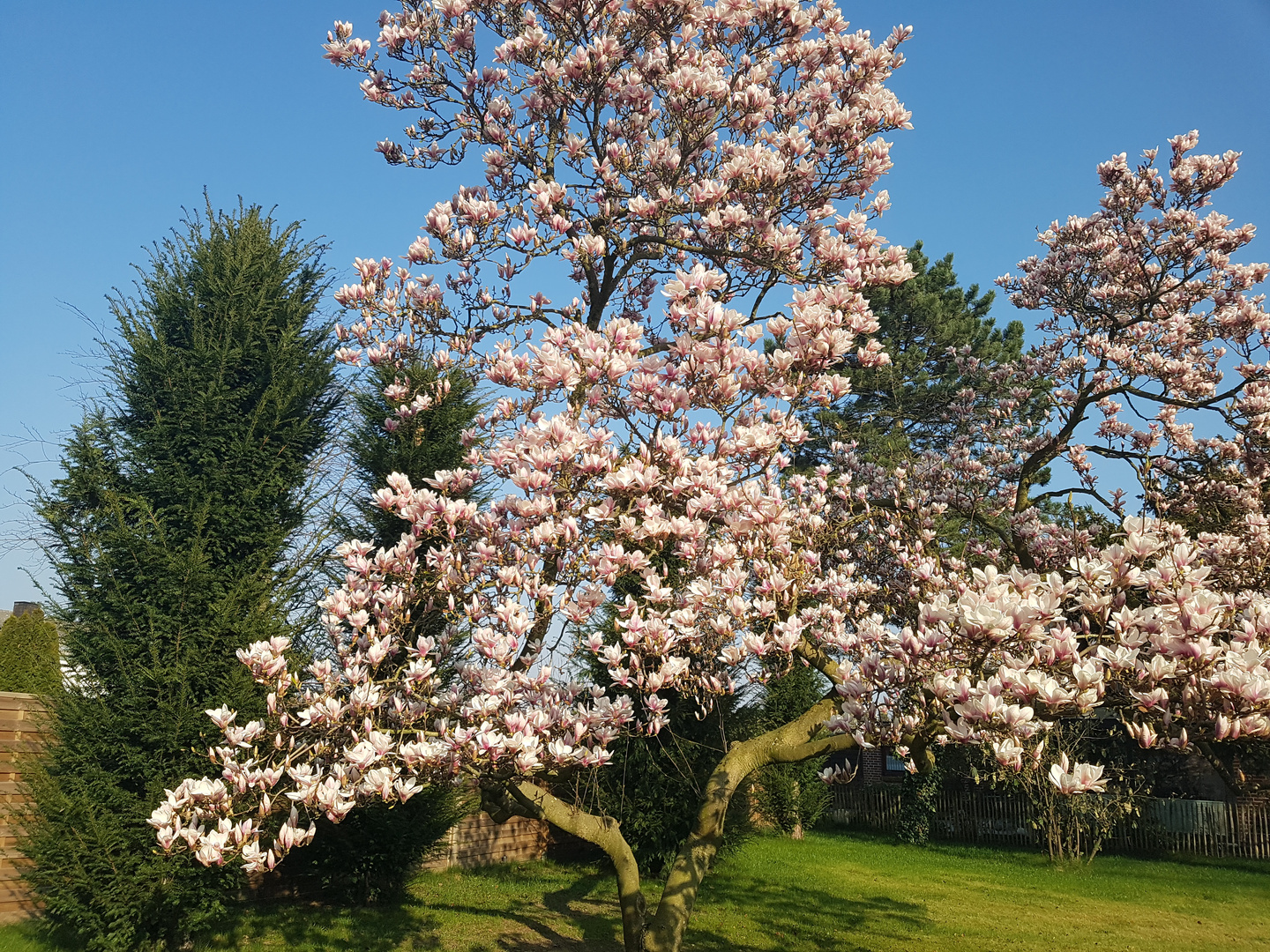 MAGNOLIA