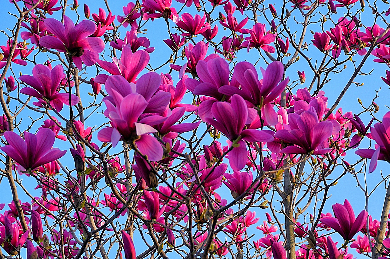 Magnolia .