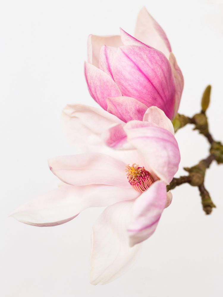 Magnolia