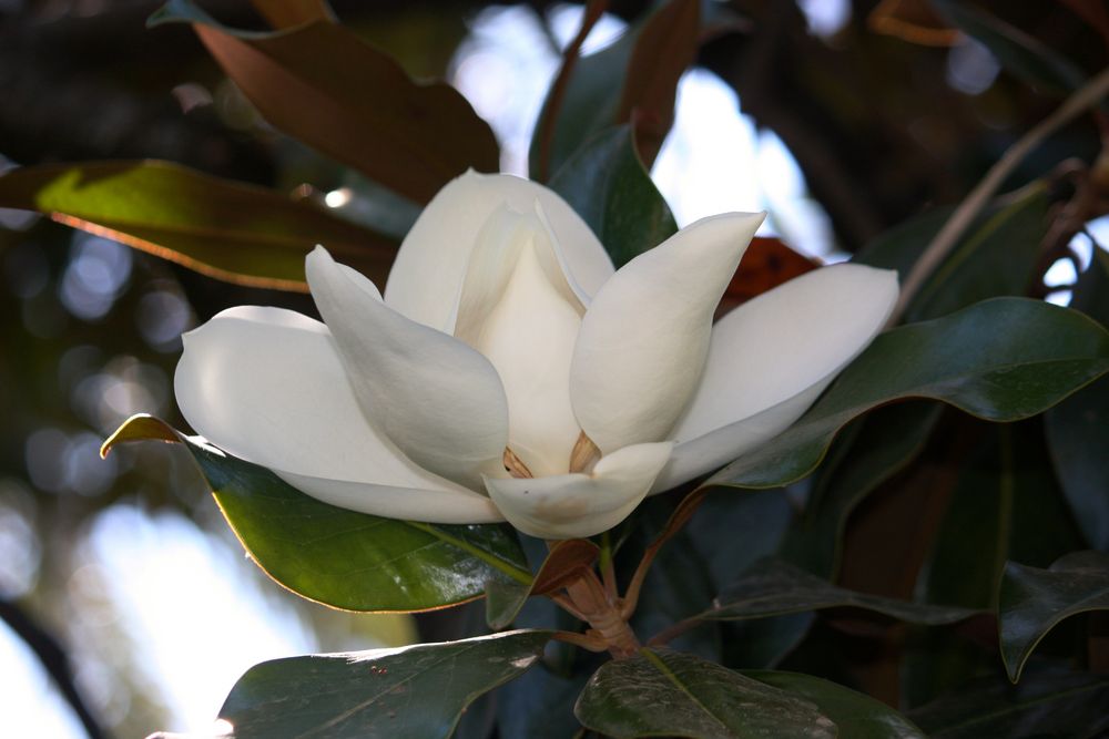 magnolia