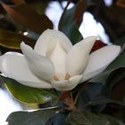 magnolia