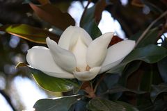 magnolia