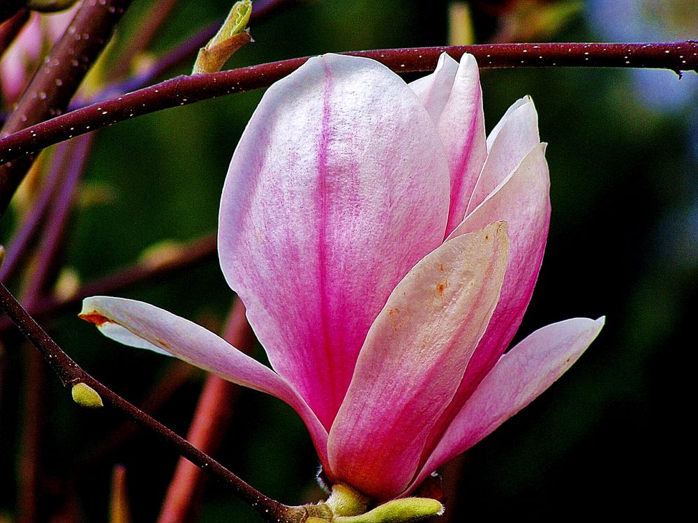 Magnolia