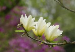 Magnolia Elizabeth