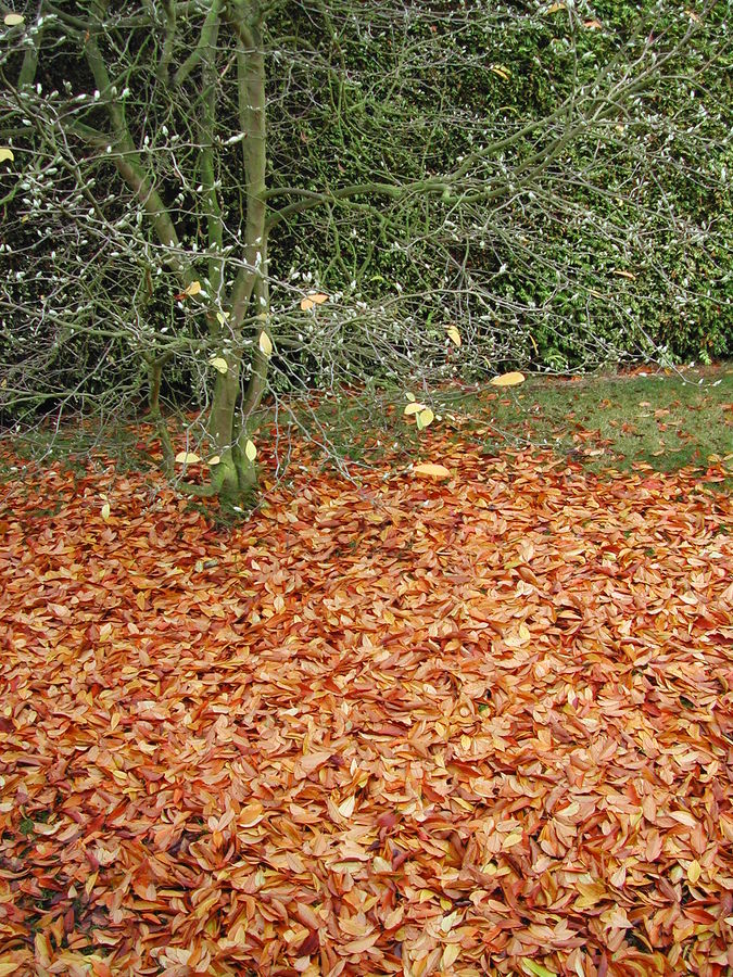 magnolia en automne