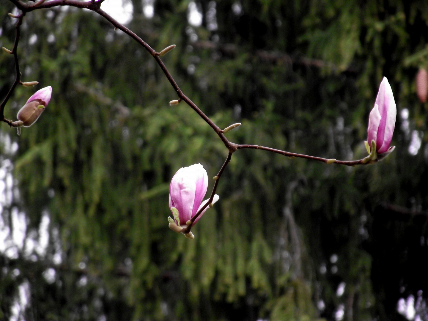 MAGNOLIA EN BOUTON