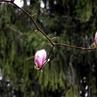 MAGNOLIA EN BOUTON