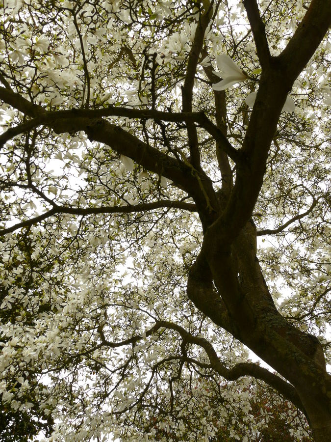 Magnolia en fleurs... Parc des Moutiers