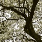 Magnolia en fleurs... Parc des Moutiers