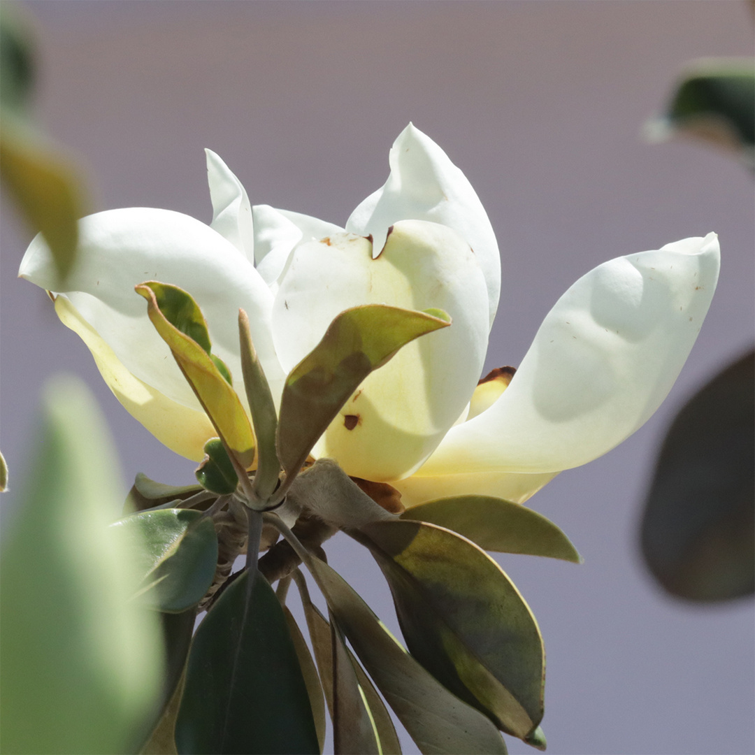 Magnolia en flor