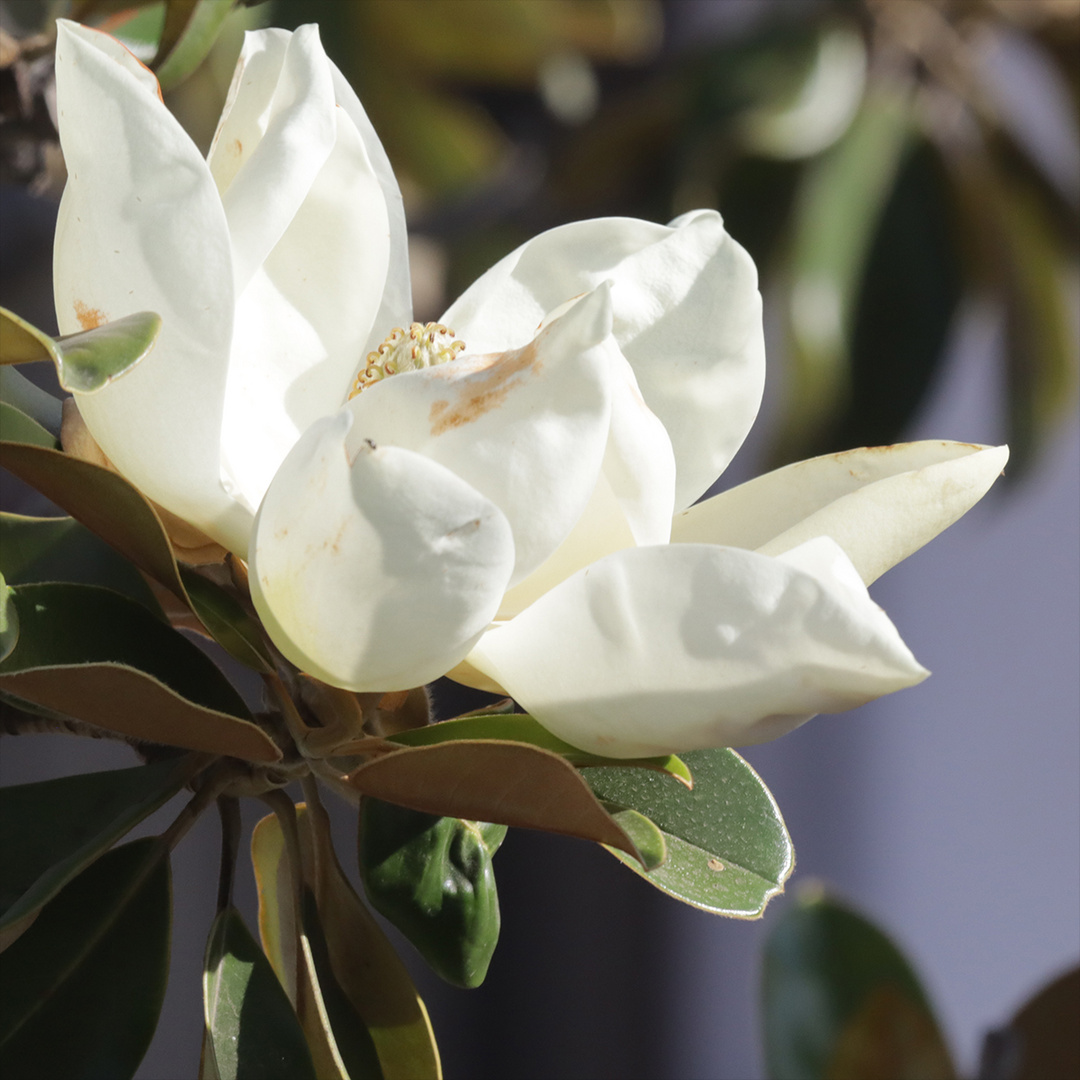 Magnolia en flor