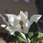 Magnolia en flor