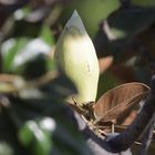 Magnolia en flor