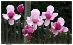 Magnolia en primavera