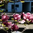 Magnolia en ville 