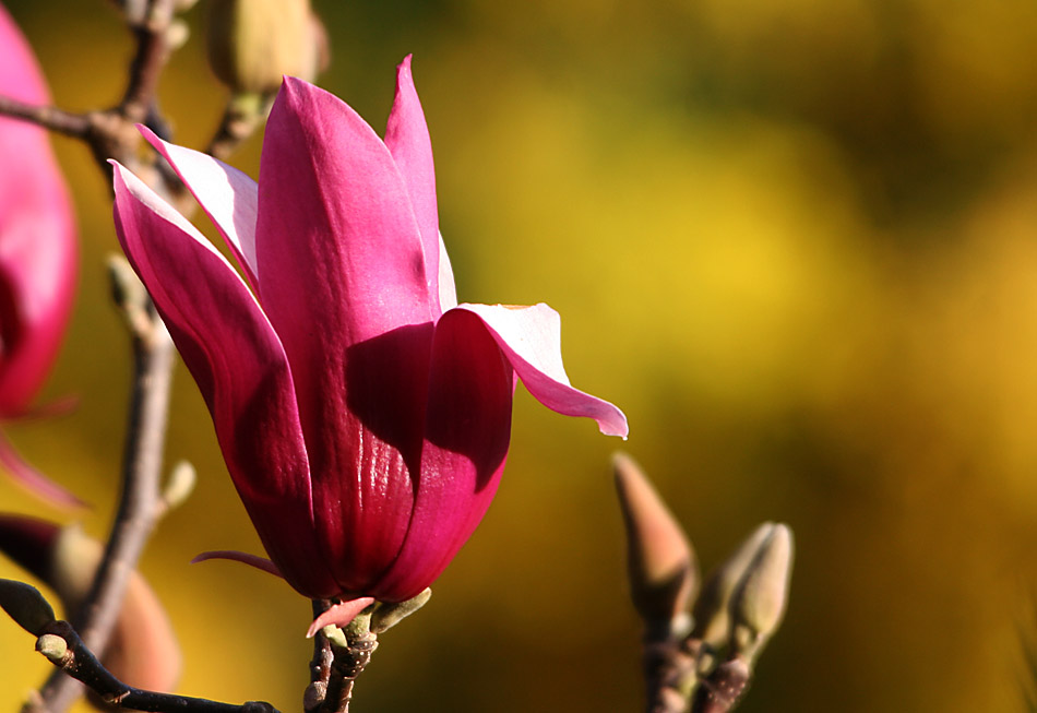 magnolia ... es ist soweit