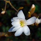 Magnolia estrellada # Sternmagnolie