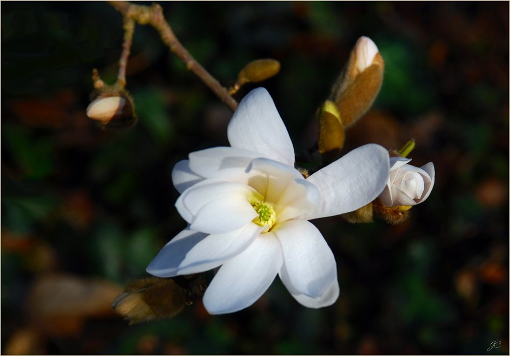 Magnolia estrellada # Sternmagnolie