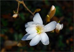 Magnolia estrellada # Sternmagnolie