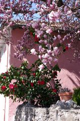 Magnolia et camélia ... Ste Croix Vallée Française (Cevennes)