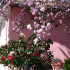 Magnolia et camélia ... Ste Croix Vallée Française (Cevennes)