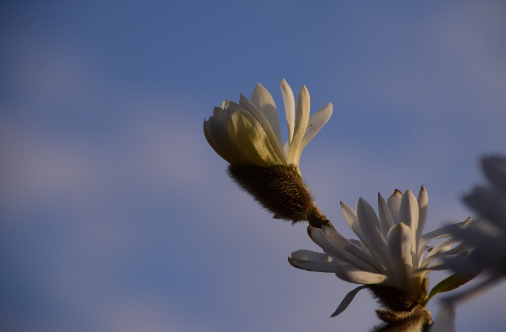 Magnolia étoilé 