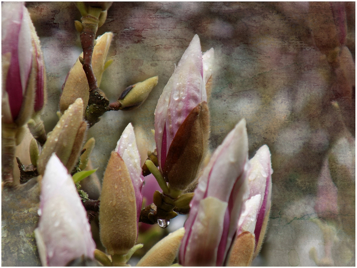 Magnolia