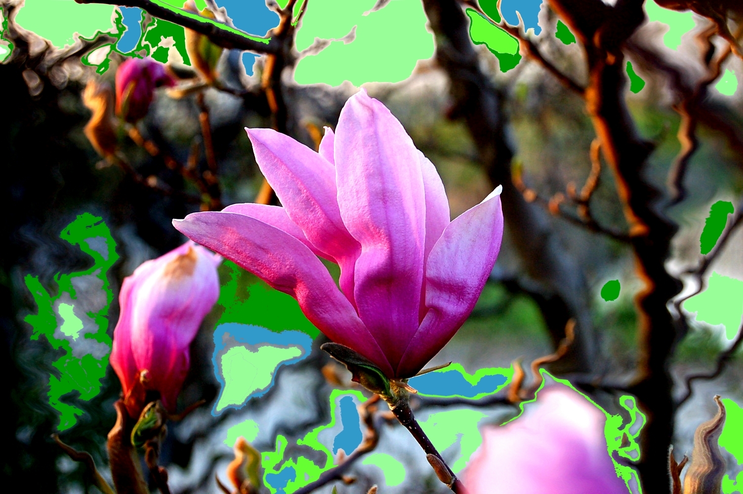 Magnolia Fantasy