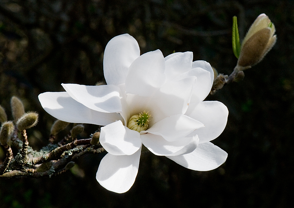 magnolia