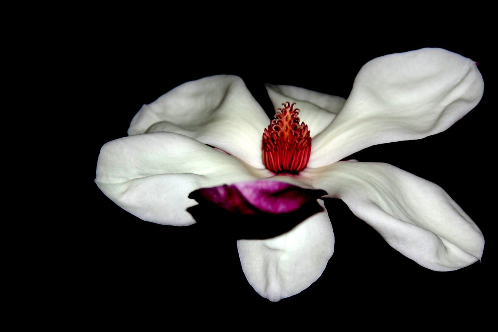 Magnolia