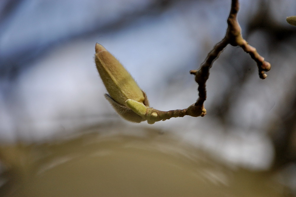 Magnolia von Zsolt 