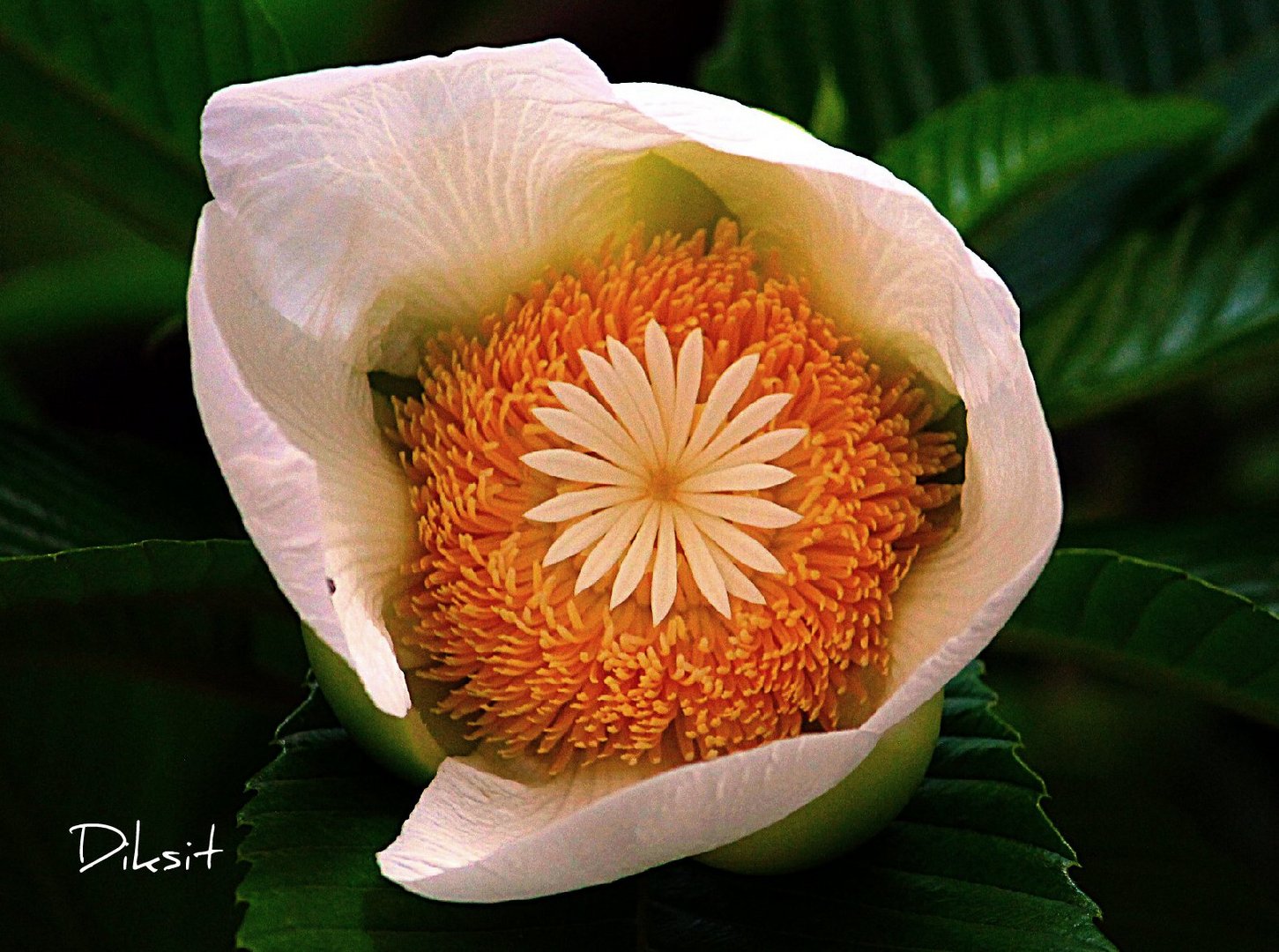 Magnolia Flower.