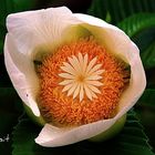 Magnolia Flower.
